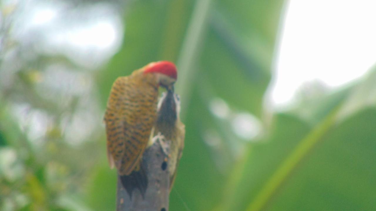 Finca Hotel La Quinta Porra อาร์เมเนีย ภายนอก รูปภาพ
